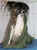 Papillon Foto: Der Pelle nach dem Bad! :D (ID 25423) Papillon Hund
