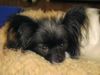 Papillon Foto: Ebony.....unsere....Süsse (ID 20684) Papillon Hund