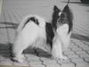 Papillon Foto: XENELLO....Stammvater unserer Welpen (ID 20697) Papillon Hund