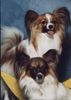 Papillon Foto: Gizmo und Peggy die zwei schönsten Hundchen der Welt (ID 20045) Papillon Hund