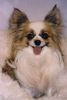 Papillon Hund