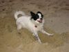 Papillon Foto: Ich bin eine kleine Wühlmaus... (ID 3819) Papillon Hund