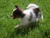 Papillon Hund