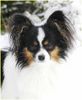 Papillon Foto: Sweet Little Butterfly (ID 17170) Papillon Hund