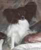 Papillon Foto: Wanda auf ihren Lieblingsplatz (ID 5081) Papillon Hund