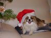 Papillon Hund