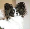 Papillon Foto: Sweet Little Butterfly (ID 15144) Papillon Hund