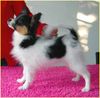Papillon Foto: SWEET LITTLE BUTTERFLY (ID 25500) Papillon Hund