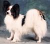 Papillon Foto: Bärchen (ID 765) Papillon Hund