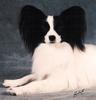 Papillon Foto: Bronco (ID 766) Papillon Hund