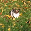 Papillon Foto: Kleiner Freund Fidelius (ID 9033) Papillon Hund