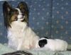 Papillon Foto: Cinnamon´s Eijra Dega und Nachwuchs (ID 19616) Papillon Hund