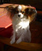 Papillon Hund