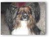 Papillon Foto: Lord von Xenellos gladness (ID 20685) Papillon Hund
