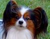 Papillon Foto: Ch Beauty Fly Kolibri Magic of the Millennium (ID 25547) Papillon Hund