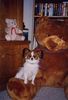 Papillon Foto: Nico der Charmeur von der Zwergenburg und sein großer Freund (ID 8650) Papillon Hund