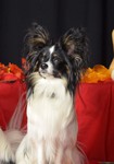 Papillon Hund