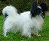 Papillon Foto: Peter-Pan von Annaberg (ID 19615) Papillon Hund