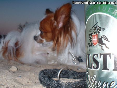 Papillon Hunde Foto 20340 Papillon Das ist der Pinky an der Hamburger Elbe