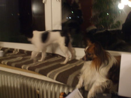 Papillon Hunde Foto 41803 Papillon Unser Liebling