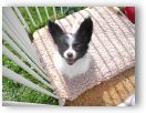Papillon Hunde Foto 20694 in höherer Auflösung ansehen Papillon Lachender Schmetterling