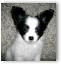 Papillon Hunde Foto 20699 in höherer Auflösung ansehen Papillon Der schöne ZARINO