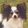 Papillon, Schmetterlingshündchen, Kontinentaler Zwergspaniel