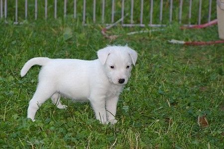Parson-Russell-Terrier Hunde Foto 32497 in höherer Auflösung ansehen Parson-Russell-Terrier Obelix - Claremorris White Spirit