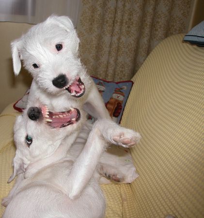 Parson-Russell-Terrier Hunde Foto 36626 Parson-Russell-Terrier Idefix - Dynamit v. d. Deutschbauerhube + Obelix - Claremorris White Spirit