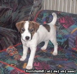 Parson-Russell-Terrier Hunde Foto 4932 Parson-Russell-Terrier Trixie mit 9 Wochen - das erste Foto daheim