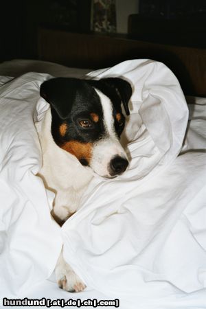 Parson-Russell-Terrier Hunde Foto 6676 Parson-Russell-Terrier Am schönsten ist´s im Bett