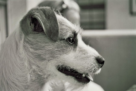 Parson-Russell-Terrier Hunde Foto 32135 in höherer Auflösung ansehen Parson-Russell-Terrier Mascha