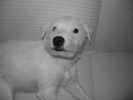 Parson-Russell-Terrier Obelix