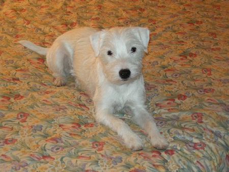 Parson-Russell-Terrier Obelix