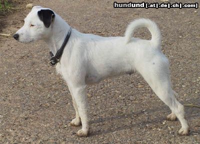 Parson-Russell-Terrier Hunde Foto 6650 Parson-Russell-Terrier Highfast Stella