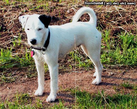 Parson-Russell-Terrier Hunde Foto 6651 Parson-Russell-Terrier Highfast Stella
