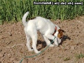Parson-Russell-Terrier Hunde Foto 4934 Parson-Russell-Terrier Calibears Amazing Piper - acht Monate