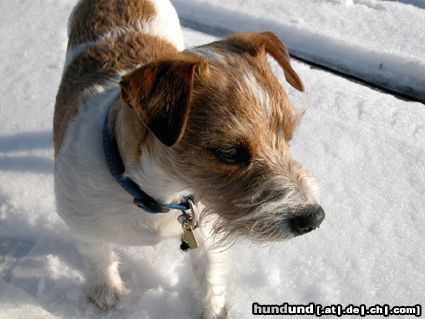 Parson-Russell-Terrier Hunde Foto 9387 Parson-Russell-Terrier Elvis im Schnee