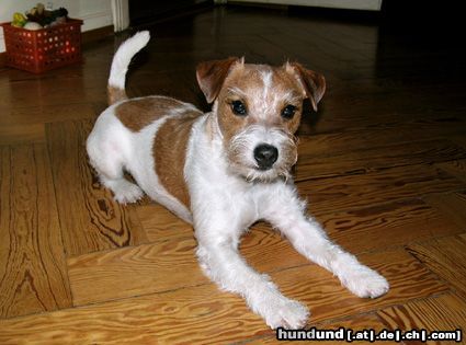 Parson-Russell-Terrier Hunde Foto 9388 Parson-Russell-Terrier Elvis
