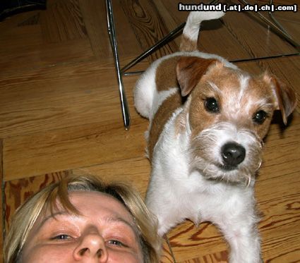 Parson-Russell-Terrier Elvis und Frauchen alleine zu Hause
