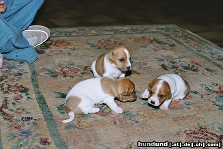 Parson-Russell-Terrier (Fast) die ganze Meute