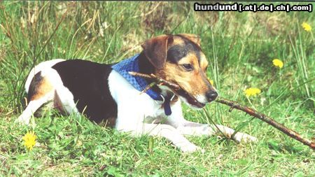 Parson-Russell-Terrier Hunde Foto 19366 in höherer Auflösung ansehen Parson-Russell-Terrier Hol das Stöckchen