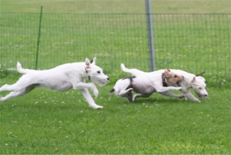 Parson-Russell-Terrier Hunde Foto 32499 in höherer Auflösung ansehen Parson-Russell-Terrier Idefix - Dynamit von der Deutschbauerhube