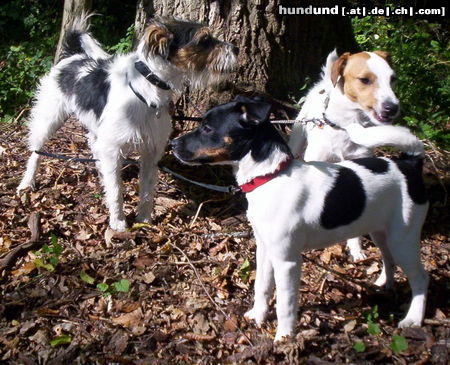 Parson-Russell-Terrier vom Pfingstbrunnen