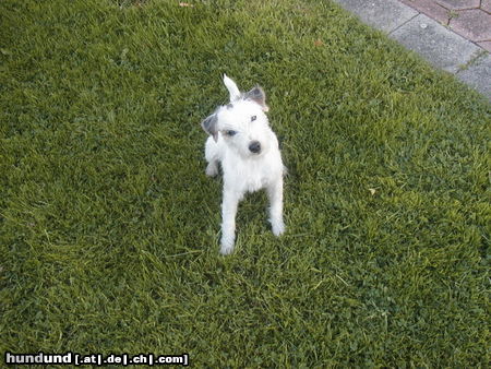 Parson-Russell-Terrier Hunde Foto 26161 in höherer Auflösung ansehen Parson-Russell-Terrier Kann man diesem Blick noch widerstehen ?