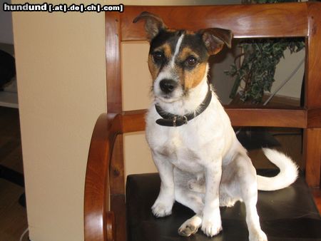 Parson-Russell-Terrier Unser Schlitzohr Django