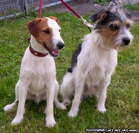 Parson-Russell-Terrier Curt und Gary