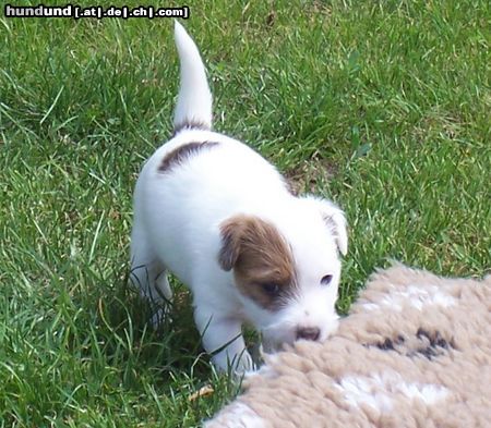 Parson-Russell-Terrier Hunde Foto 22097 in höherer Auflösung ansehen Parson-Russell-Terrier Parson Russel Welpe