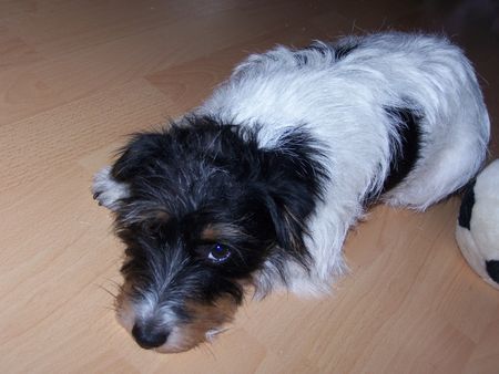 Parson-Russell-Terrier Hunde Foto 40846 in höherer Auflösung ansehen Parson-Russell-Terrier unsere süße Jackie