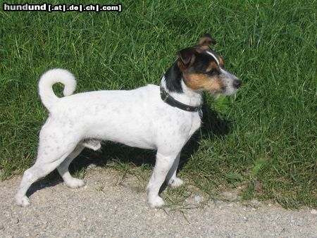 Parson-Russell-Terrier Hunde Foto 14930 in höherer Auflösung ansehen Parson-Russell-Terrier Unser Django 2 Jahre jung